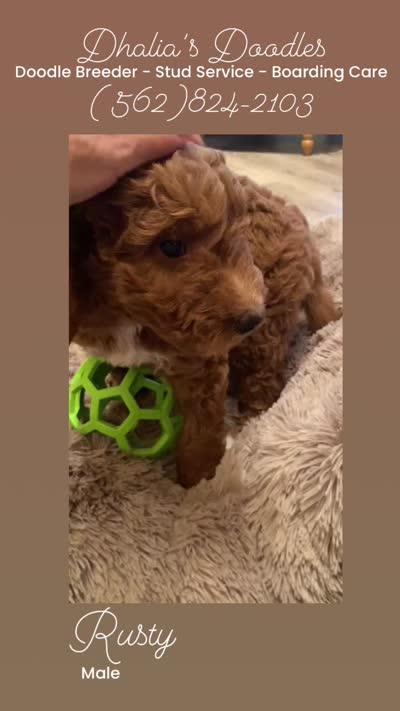 Rusty, a male Goldendoodle for sale in Brea, CA – 3 of 7