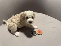 Duncan - blue collar, a male Miniature Bernedoodle for sale in Brea, CA – 3 of 9