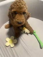 Maple, a female Goldendoodle for sale in Brea, CA – 8 of 10