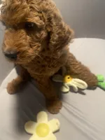 Maple, a female Goldendoodle for sale in Brea, CA – 5 of 10