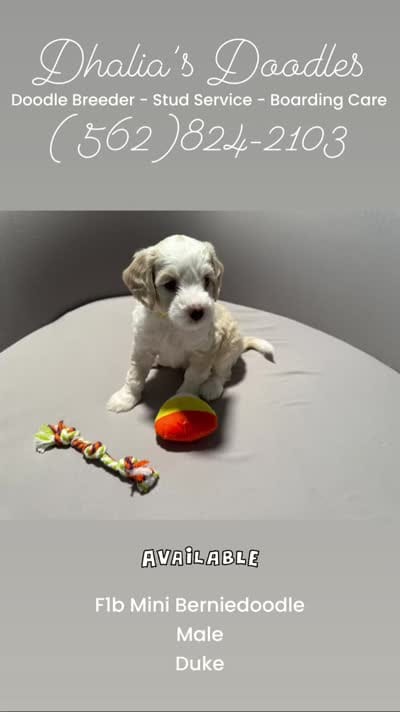 Duke - yellow collar, a male Miniature Bernedoodle for sale in Brea, CA – 3 of 6