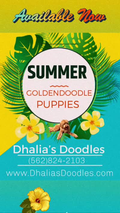 Rusty, a male Goldendoodle for sale in Brea, CA – 7 of 7