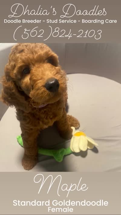 Maple, a female Goldendoodle for sale in Brea, CA – 3 of 10