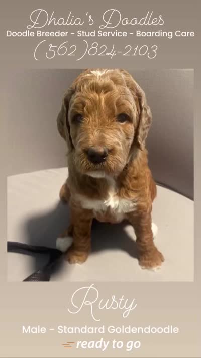 Rusty, a male Goldendoodle for sale in Brea, CA – 6 of 7