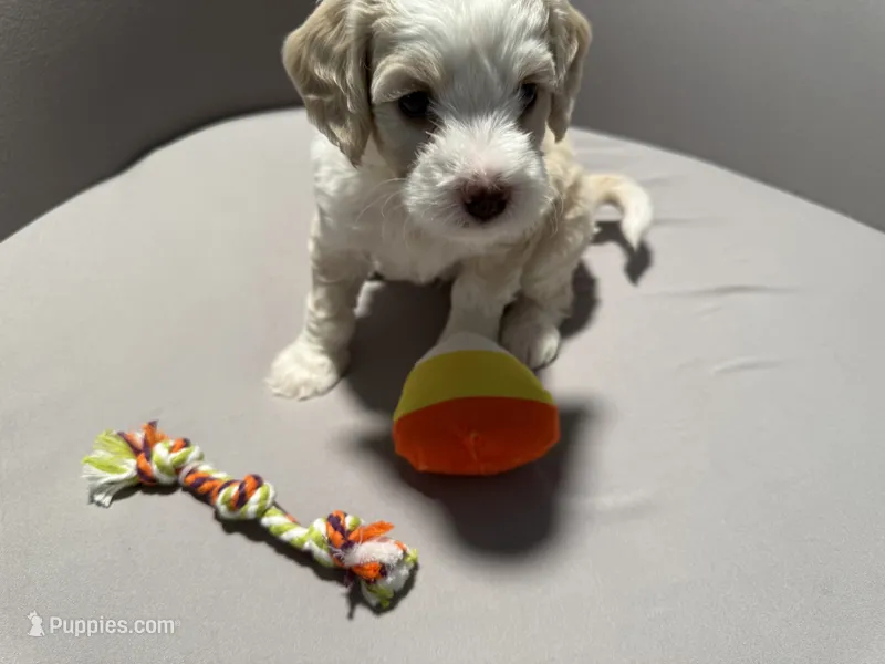 Duke - yellow collar – Miniature Bernedoodle puppy for sale in Brea, CA