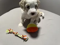 Duke - yellow collar, a male Miniature Bernedoodle for sale in Brea, CA – 1 of 6