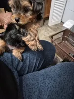 Nick, a male Yorkshire Terrier for sale in Colonial Heights, VA – Photo 2 of 2