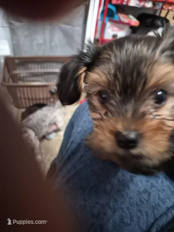 Nick, a male Yorkshire Terrier for sale in Colonial Heights, VA – Photo 1 of 2