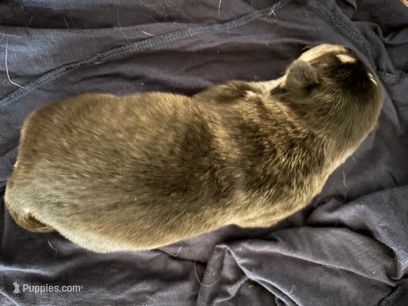 Female 4 – Siberian Husky, Golden Retriever puppy for sale in Boston, MA