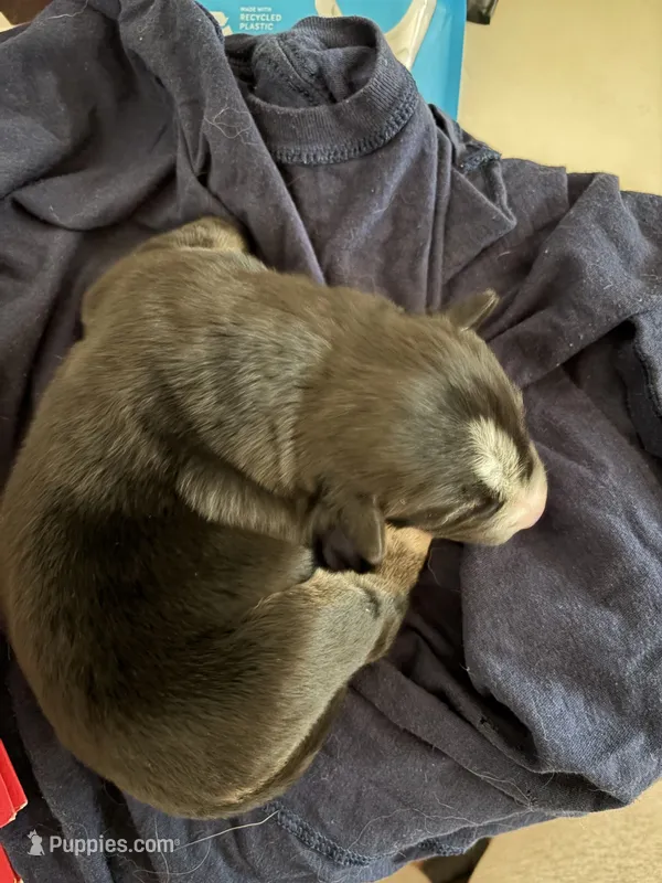Female 3 – Siberian Husky, Golden Retriever puppy for sale in Boston, MA