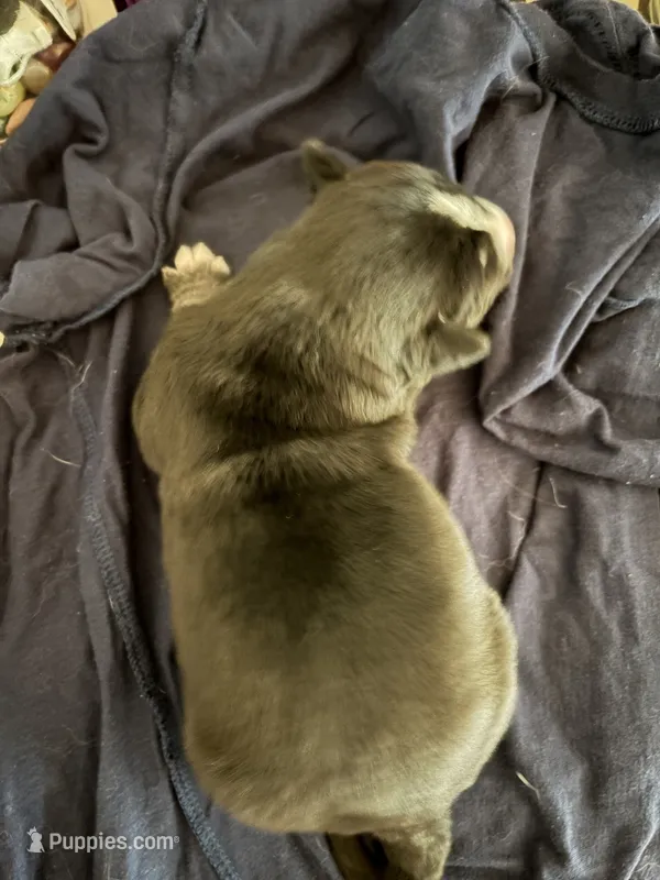 Female 1 – Siberian Husky, Golden Retriever puppy for sale in Boston, MA