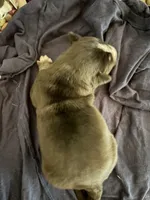 Female 1, a female Siberian Husky and Golden Retriever for sale in Boston, MA – 1 of 1