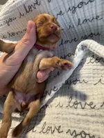 Girl, a male Yorkshire Terrier for sale in Simpsonville, SC – 3 of 5