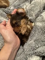 Gremlin, a male Yorkshire Terrier for sale in Simpsonville, SC – 2 of 5