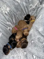 Girl, a male Yorkshire Terrier for sale in Simpsonville, SC – 4 of 5