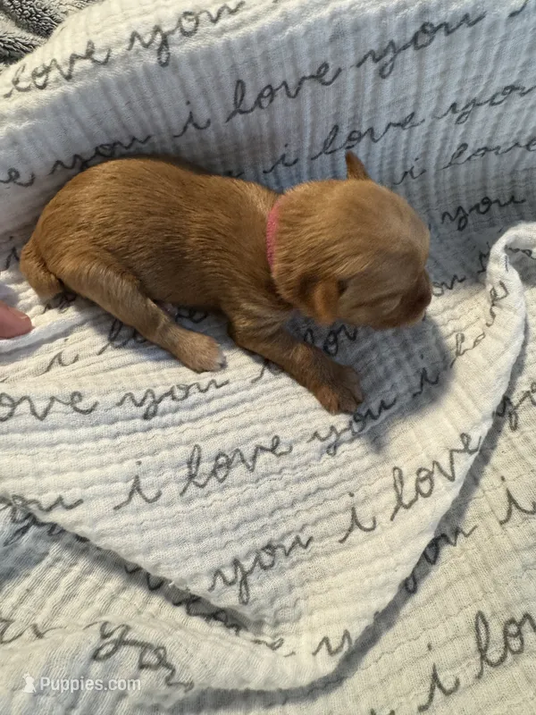 Girl – Yorkshire Terrier puppy for sale in Simpsonville, SC