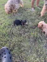 Blonde and black/tan litter, a male Yorkshire Terrier for sale in Simpsonville, SC – 5 of 6