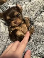 Gremlin, a male Yorkshire Terrier for sale in Simpsonville, SC – 1 of 5