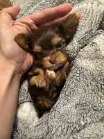 Gremlin, a male Yorkshire Terrier for sale in Simpsonville, SC – 4 of 5