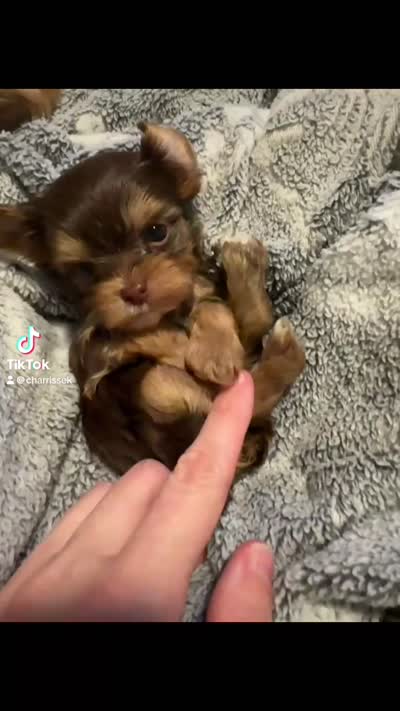 Gremlin, a male Yorkshire Terrier for sale in Simpsonville, SC – 5 of 5