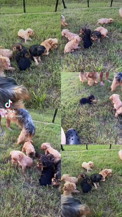 Blonde and black/tan litter, a male Yorkshire Terrier for sale in Simpsonville, SC – 6 of 6