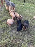 Blonde and black/tan litter, a male Yorkshire Terrier for sale in Simpsonville, SC – 2 of 6