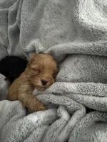 Blonde and black/tan litter, a male Yorkshire Terrier for sale in Simpsonville, SC – 3 of 6