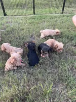 Girl, a male Yorkshire Terrier for sale in Simpsonville, SC – 5 of 5