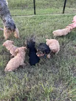 Blonde and black/tan litter, a male Yorkshire Terrier for sale in Simpsonville, SC – 4 of 6