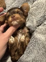 Gremlin, a male Yorkshire Terrier for sale in Simpsonville, SC – 3 of 5