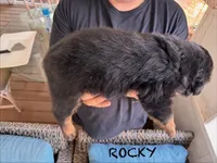 Rocky, a male Rottweiler for sale in Saluda, NC – 3 of 10