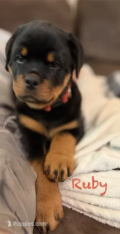 Ruby – Rottweiler puppy for sale in Saluda, NC