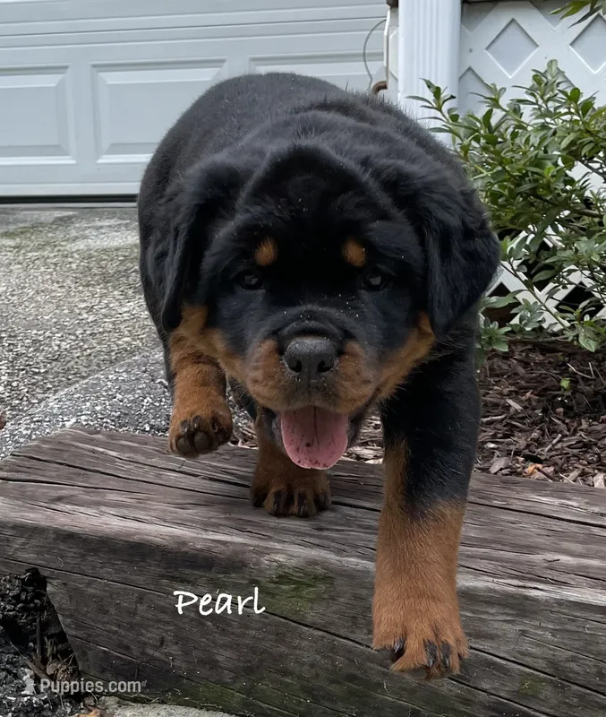 Pearl – Rottweiler puppy for sale in Saluda, NC