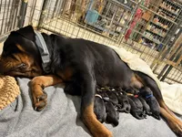 Bear, a male Rottweiler for sale in Saluda, NC – 6 of 9