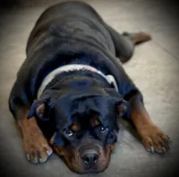 Harper, a female Rottweiler for sale in Saluda, NC – 6 of 10