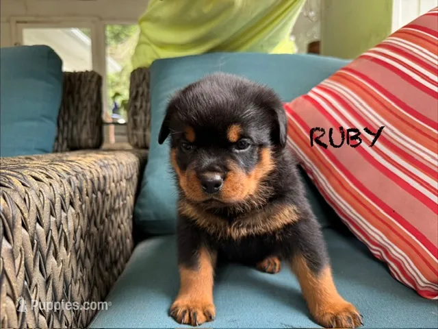Ruby – Rottweiler puppy for sale in Saluda, NC