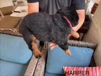 Harper, a female Rottweiler for sale in Saluda, NC – 3 of 10
