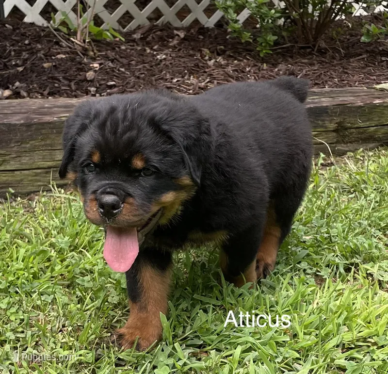 Atticus – Rottweiler puppy for sale in Saluda, NC