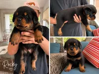 Rocky, a male Rottweiler for sale in Saluda, NC – 2 of 10