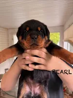 Pearl, a female Rottweiler for sale in Saluda, NC – 2 of 10