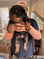 Rocky, a male Rottweiler for sale in Saluda, NC – 4 of 10