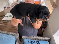 Pearl, a female Rottweiler for sale in Saluda, NC – 4 of 10