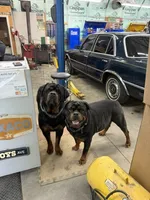 Bear, a male Rottweiler for sale in Saluda, NC – 5 of 9