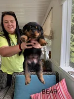 Bear, a male Rottweiler for sale in Saluda, NC – 4 of 9