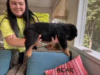 Bear, a male Rottweiler for sale in Saluda, NC – 3 of 9