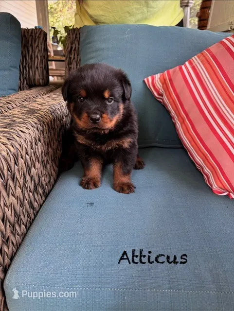 Atticus – Rottweiler puppy for sale in Saluda, NC