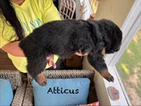 Atticus, a male Rottweiler for sale in Saluda, NC – 4 of 10