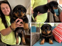 Bear, a male Rottweiler for sale in Saluda, NC – 2 of 9