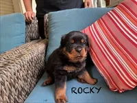 Rocky, a male Rottweiler for sale in Saluda, NC – 1 of 10