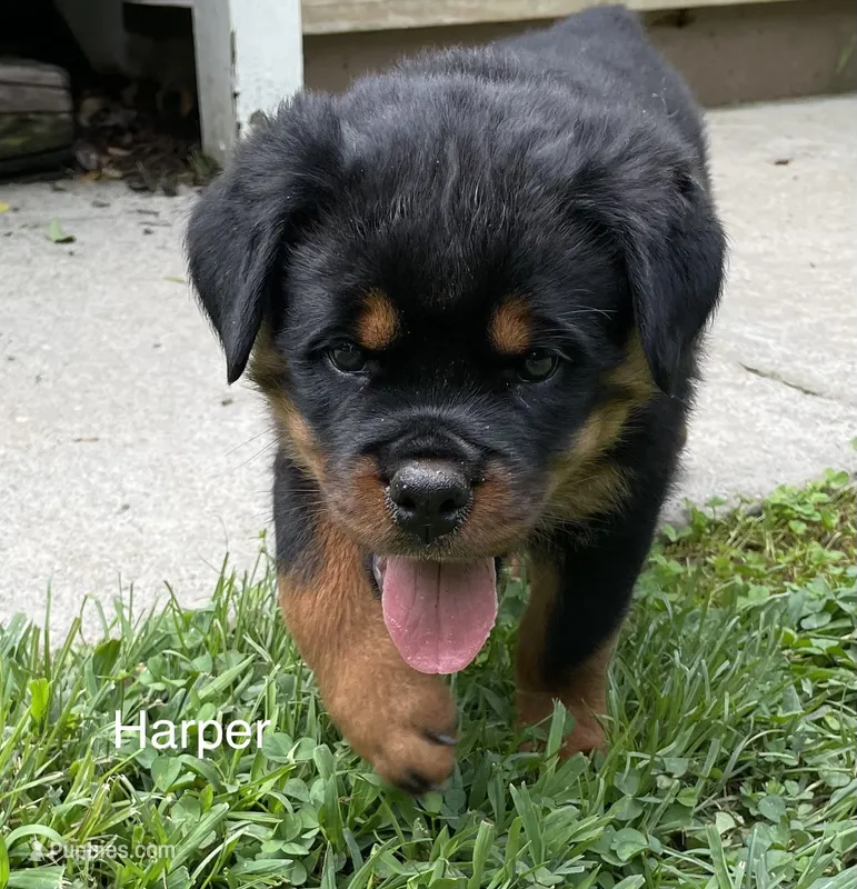 Harper – Rottweiler puppy for sale in Saluda, NC